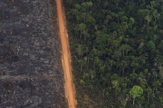 En 2022, une surface équivalente à onze terrains de football de forêt vierge tropicale a été détruite chaque minute (archives).